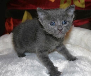 [picture of Apollo, a Domestic Short Hair gray cat]