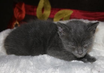 [picture of Apollo, a Domestic Short Hair gray cat]