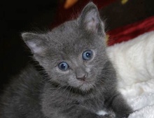 [picture of Apollo, a Domestic Short Hair gray\ cat] 