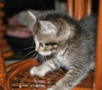 A picture of #AB00290: Starbuck a Domestic Short Hair brown tabby/white