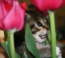 [another picture of Starbuck, a Domestic Short Hair brown tabby/white\ cat] 