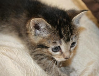 [picture of Starbuck, a Domestic Short Hair brown tabby/white cat]