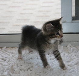 [picture of Starbuck, a Domestic Short Hair brown tabby/white cat]