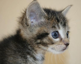 [picture of Starbuck, a Domestic Short Hair brown tabby/white cat]
