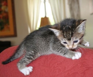 [picture of Starbuck, a Domestic Short Hair brown tabby/white cat]