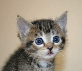 [picture of Starbuck, a Domestic Short Hair brown tabby/white cat]