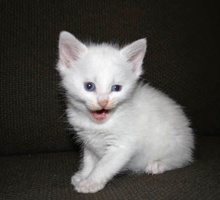 [another picture of Athena, a Domestic Medium Hair white\ cat] 