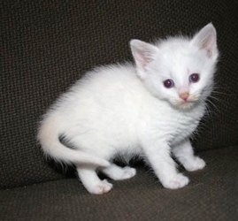 [picture of Athena, a Domestic Medium Hair white cat]