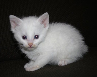 [picture of Athena, a Domestic Medium Hair white cat]