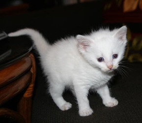 [picture of Athena, a Domestic Medium Hair white cat]