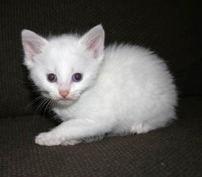 [picture of Athena, a Domestic Medium Hair white cat]