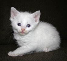 A picture of #AB00291: Athena a Domestic Medium Hair white