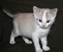 [another picture of Boomer, a Siamese/Domestic Short Hair-x white/sealpoint\ cat] 