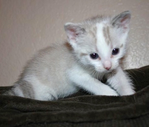 [picture of Boomer, a Siamese/Domestic Short Hair-x white/sealpoint cat]