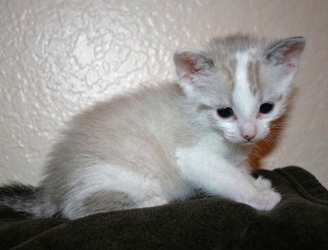 [picture of Boomer, a Siamese/Domestic Short Hair-x white/sealpoint cat]