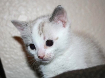 [picture of Boomer, a Siamese/Domestic Short Hair-x white/sealpoint cat]