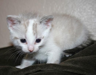 [picture of Boomer, a Siamese/Domestic Short Hair-x white/sealpoint cat]