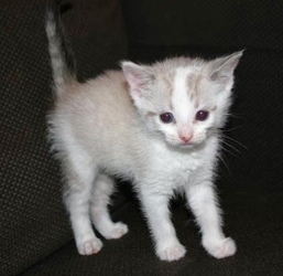 [picture of Boomer, a Siamese/Domestic Short Hair-x white/sealpoint cat]