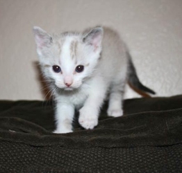 [picture of Boomer, a Siamese/Domestic Short Hair-x white/sealpoint cat]