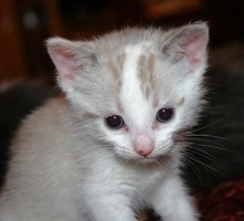 A picture of #AB00292: Boomer a Siamese/Domestic Short Hair-x white/sealpoint