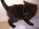A picture of #AB00293: Black Ops a Domestic Short Hair black