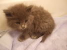 A picture of #AB00294: Lebowski a Domestic Long Hair gray