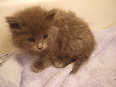 [picture of Lebowski, a Domestic Long Hair gray\ cat] 