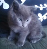 A picture of #AB00296: Oliver a Domestic Short Hair gray
