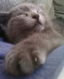 [another picture of Oliver, a Domestic Short Hair gray\ cat] 