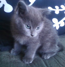 [picture of Oliver, a Domestic Short Hair gray\ cat] 