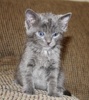 A picture of #AB00297: Squishy a Domestic Short Hair ::