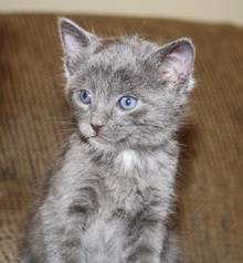 [another picture of Squishy, a Domestic Short Hair ::\ cat] 