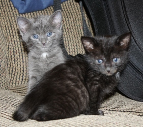 [picture of Squishy, a Domestic Short Hair :: cat]