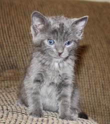 [picture of Squishy, a Domestic Short Hair ::\ cat] 