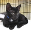 A picture of #AB00298: Purr Monster a Domestic Short Hair black