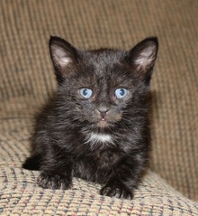 [another picture of Purr Monster, a Domestic Short Hair black\ cat] 