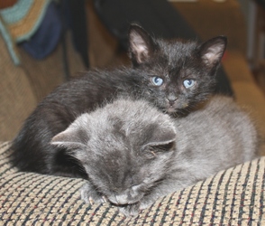 [picture of Purr Monster, a Domestic Short Hair black cat]