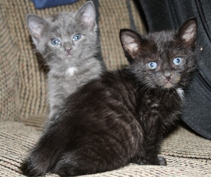 [picture of Purr Monster, a Domestic Short Hair black cat]
