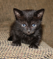 [picture of Purr Monster, a Domestic Short Hair black cat]