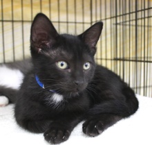 [picture of Purr Monster, a Domestic Short Hair black\ cat] 