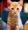 A picture of #AB00299: Timmy a Domestic Short Hair orange tabby