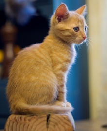[another picture of Timmy, a Domestic Short Hair orange tabby\ cat] 