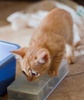 A picture of #AB00300: Theo a Domestic Short Hair orange tabby