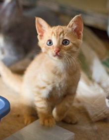 [another picture of Theo, a Domestic Short Hair orange tabby\ cat] 