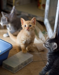 [picture of Theo, a Domestic Short Hair orange tabby cat]