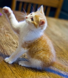 [another picture of Buster, a Domestic Short Hair orange tabby/white\ cat] 