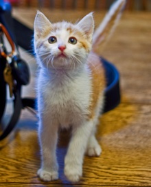 [picture of Buster, a Domestic Short Hair orange tabby/white\ cat] 