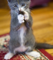 [another picture of Dorian, a Domestic Short Hair gray/white\ cat] 