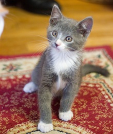 [picture of Dorian, a Domestic Short Hair gray/white\ cat] 