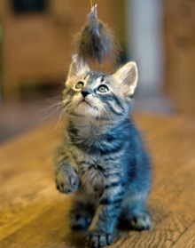 [another picture of Tatch, a Domestic Short Hair dark tabby\ cat] 